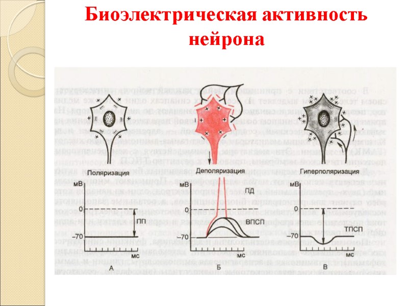 Биоэлектрическая активность нейрона